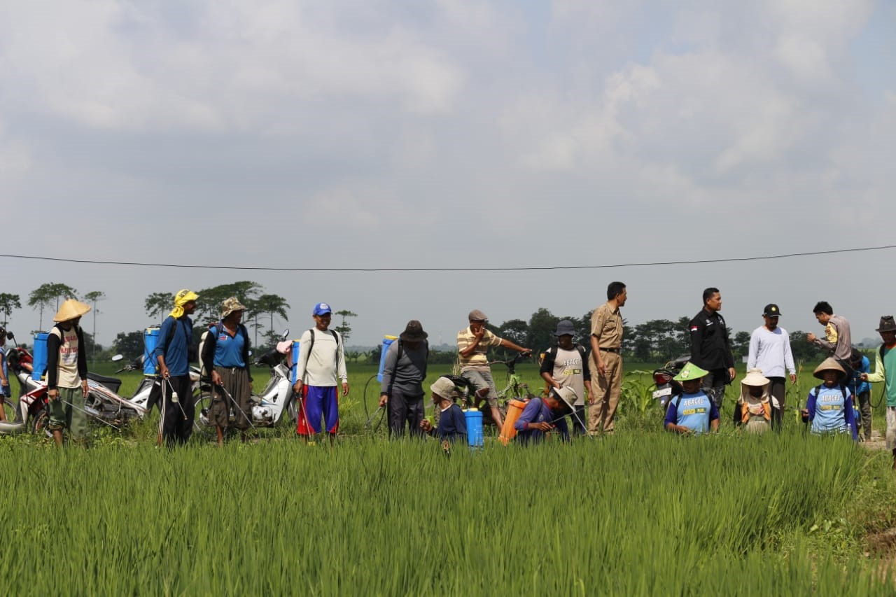 Cegah Blas, Semprot Masal Tanaman Padi