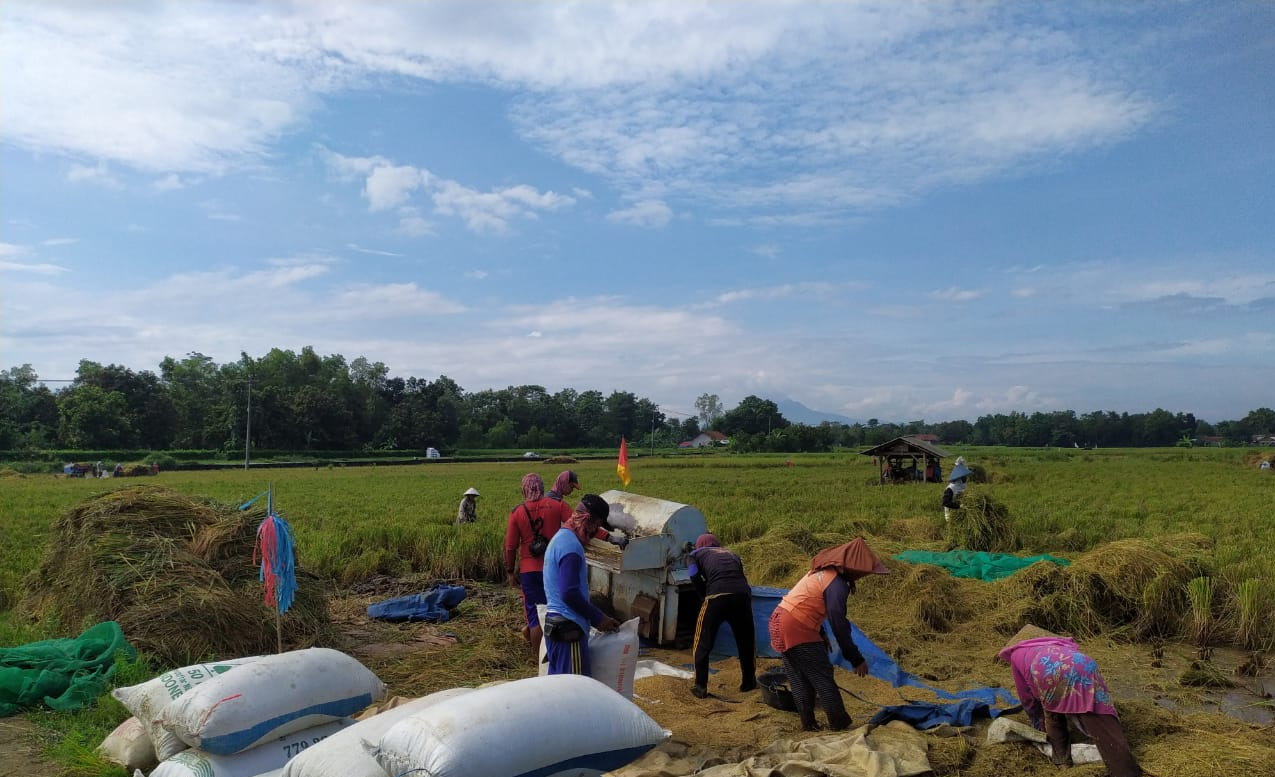 Petani Tadah Hujan Mulai Panen Padi