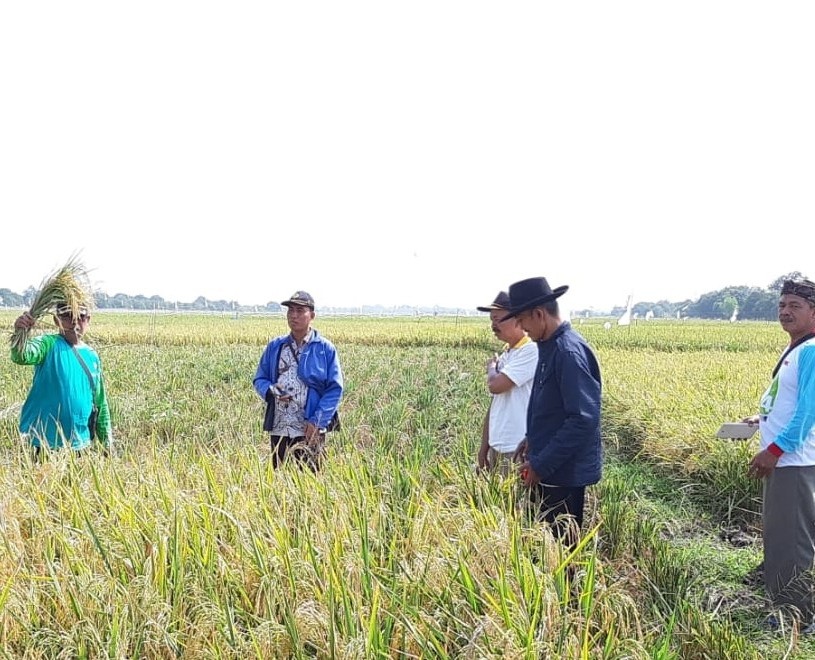 KTNA Sambut Baik Kenaikan HPP Gabah