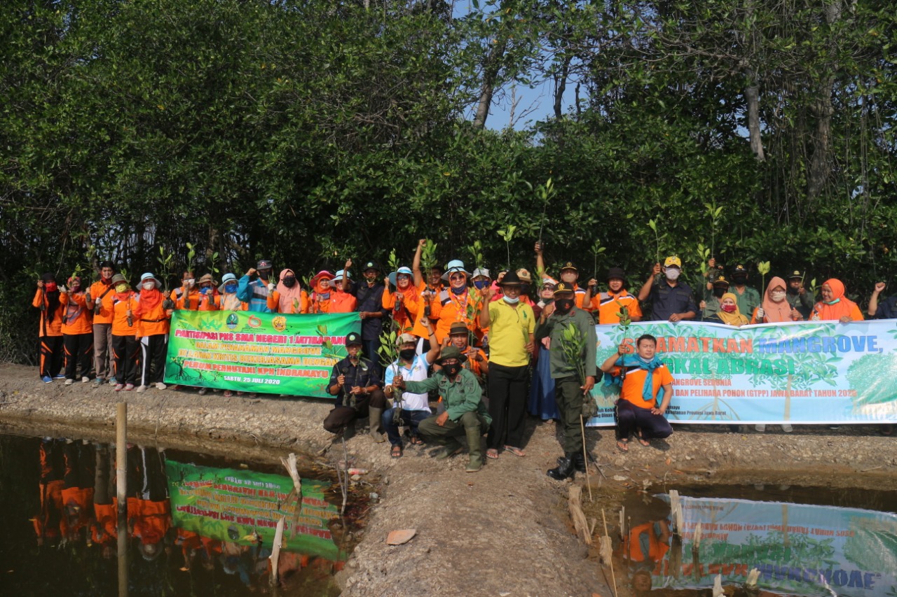 Tangkal Abrasi, Tanam Mangrove