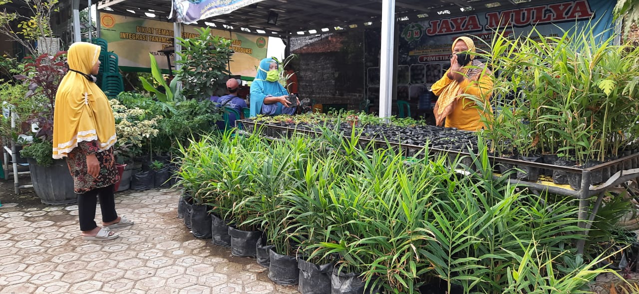 KWT Siap Kembangkan Bibit Jahe Merah