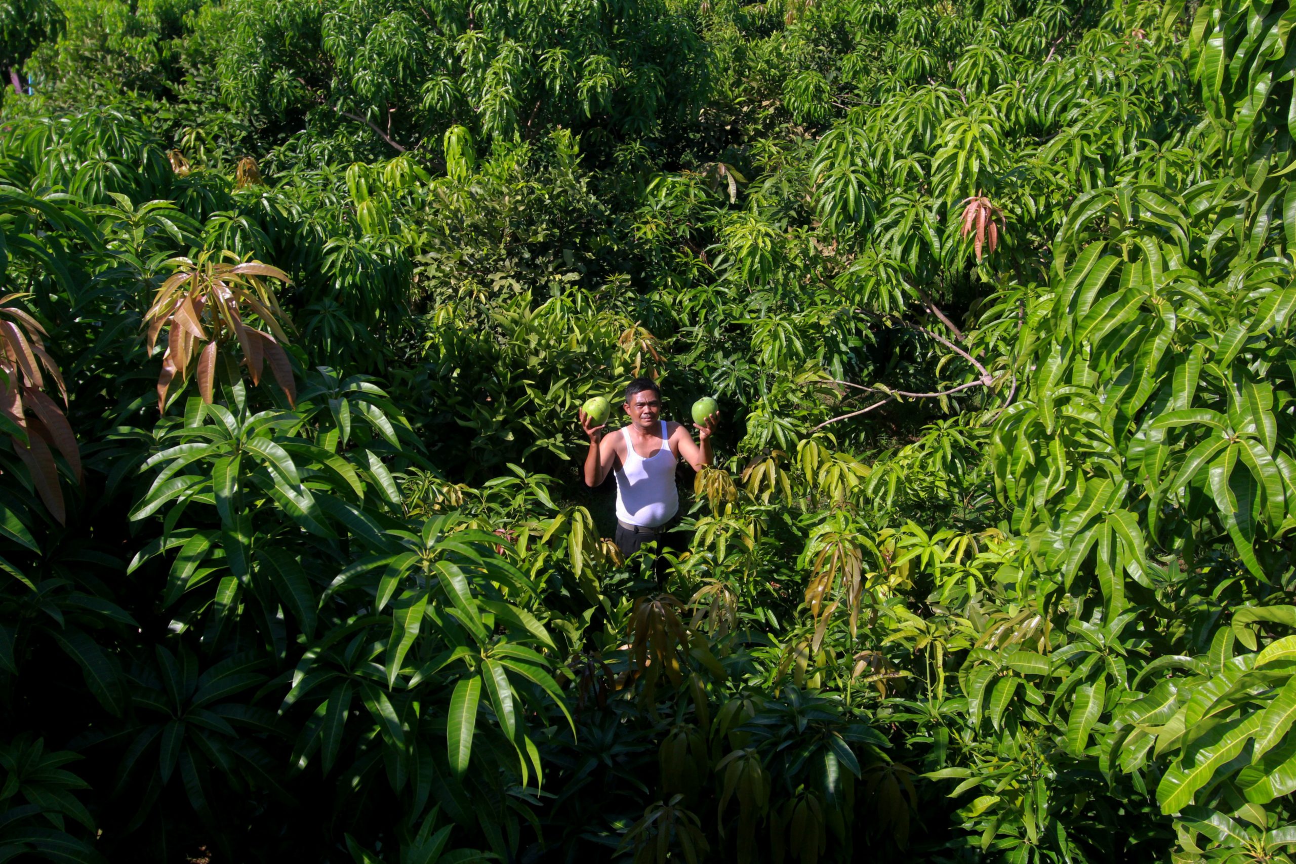 Varietas Baru Karya Petani Indramayu, Harga Capai Rp80 Ribu/Kg