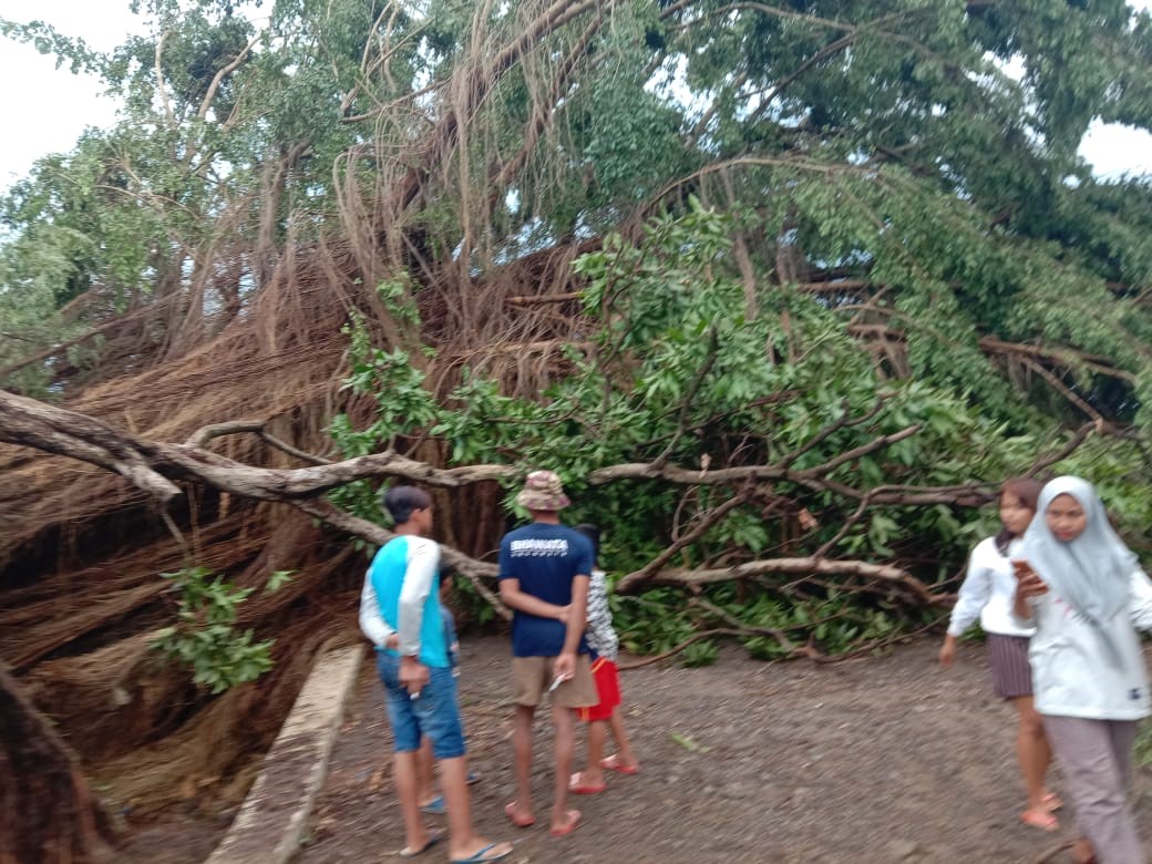 3 Pohon Tumbang, 11 Rumah Rusak