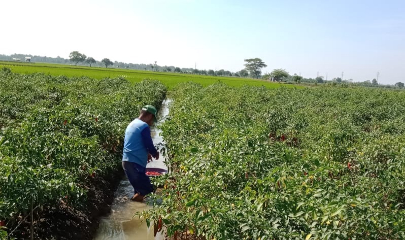 Harga Cabai Merah Anjlok di Petani