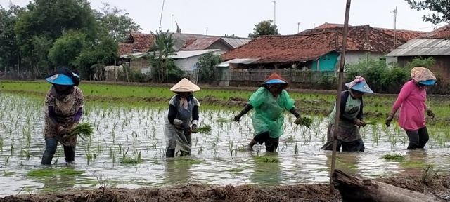 Teknik Baru: Tanam Maju