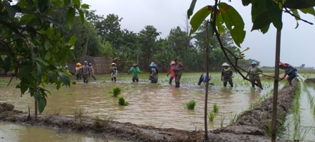 Rawan Banjir, Petani Nekat Tanam Padi