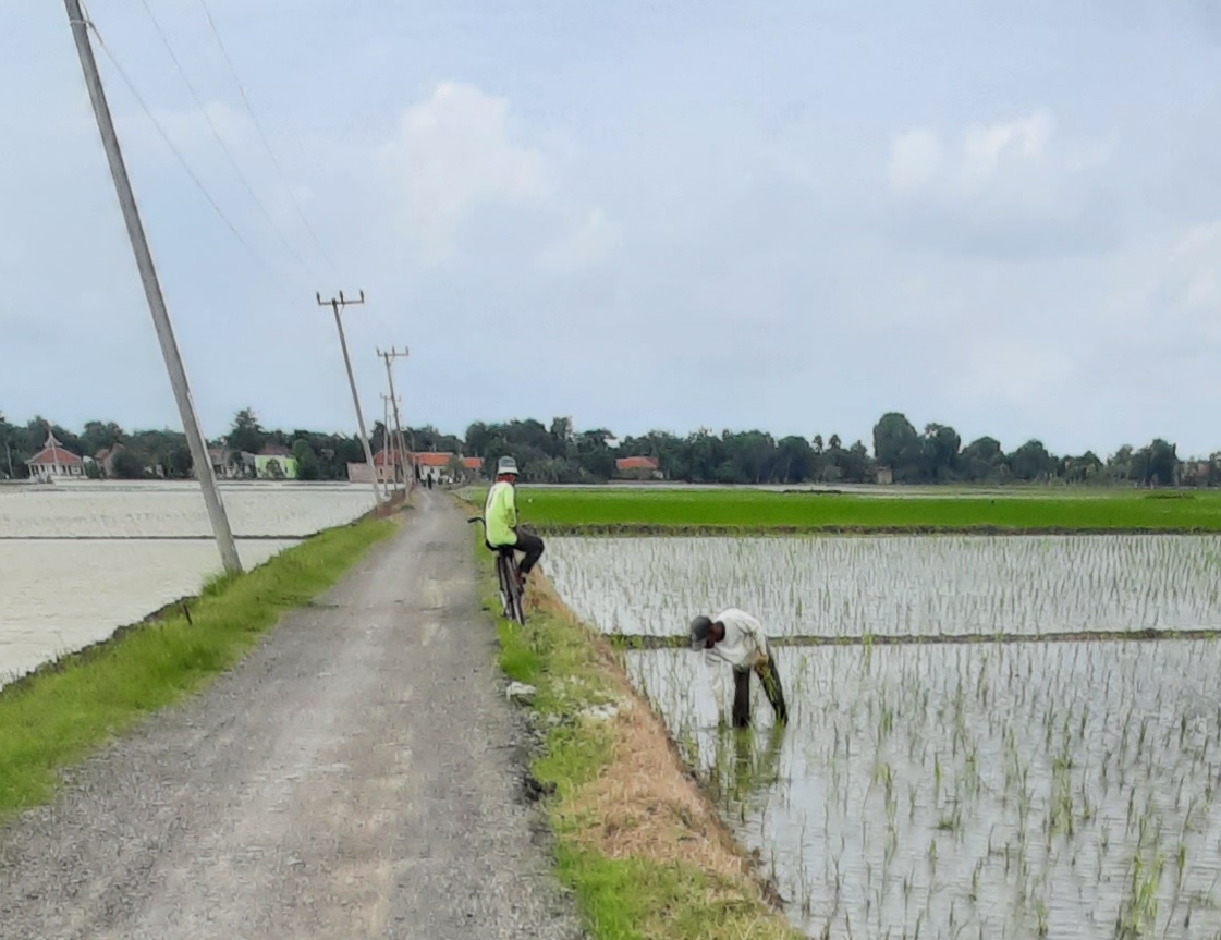 Hujan, Waspada Hama WBC dan Tikus