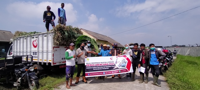Kementan Bantu Peternak Sapi Terdampak Banjir