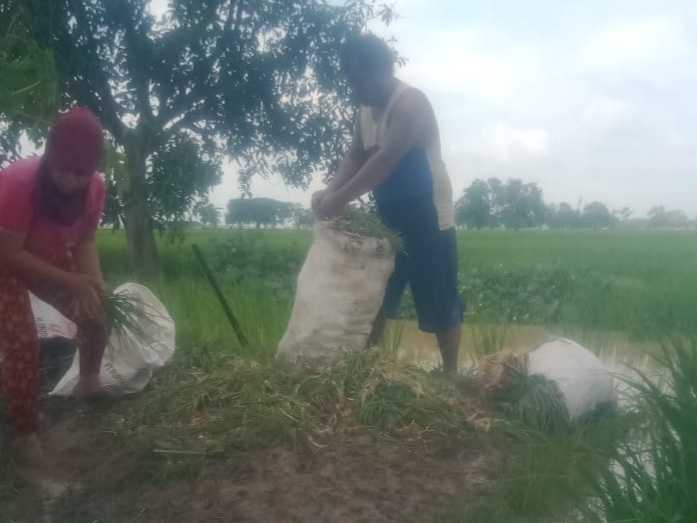 Petani Bawang dan Cabai Merah Merugi