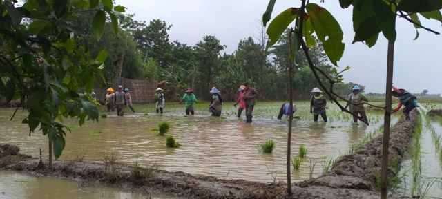 Petani Desak Pupuk Subsidi Ditambah