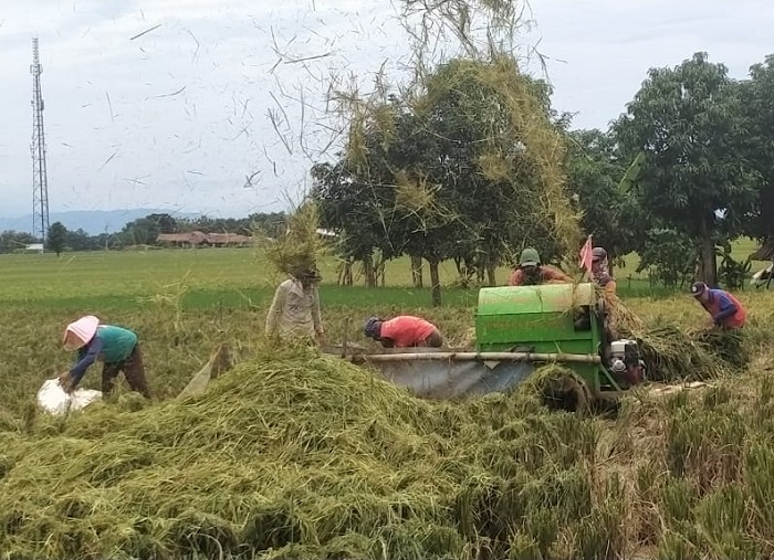 Waswas Banjir Petani Panen Dini
