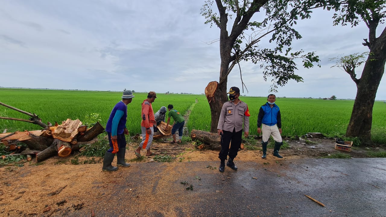 Di Pantura Losarang Polisi Evakuasi Pohon Tumbang