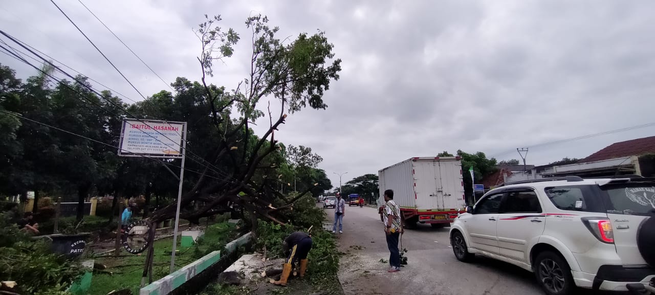 Pohon Trembesi Depan Kantor Kecamatan Patrol Tumbang