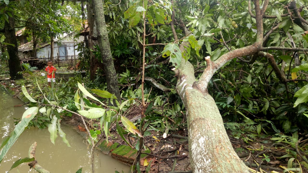 Puluhan Pohon Tumbang di Indramayu, Warga Sebut Angin Puting Beliung