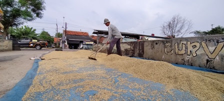 Kualitas Turun, Harga Gabah Lokal Anjlok