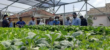 Reang Hidroponik Panen Perdana Sayuran