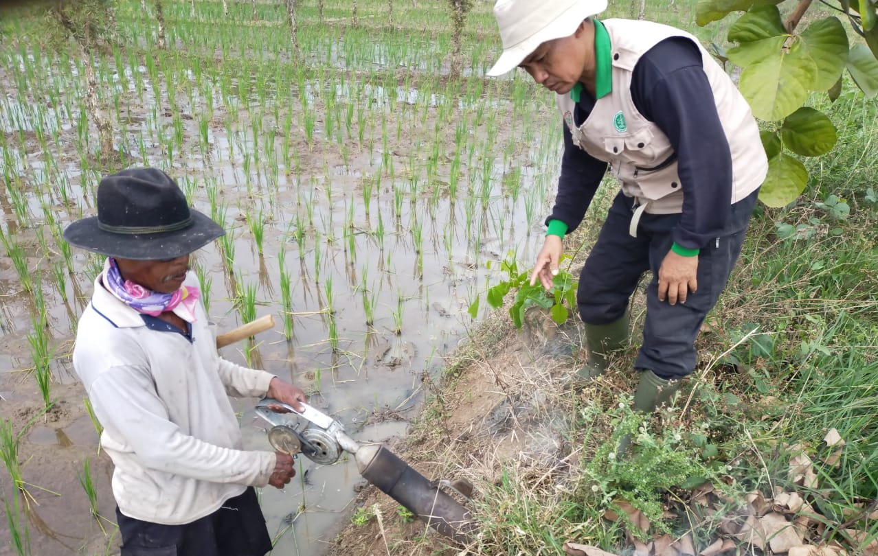 Petani Waspadai Serangan Tikus
