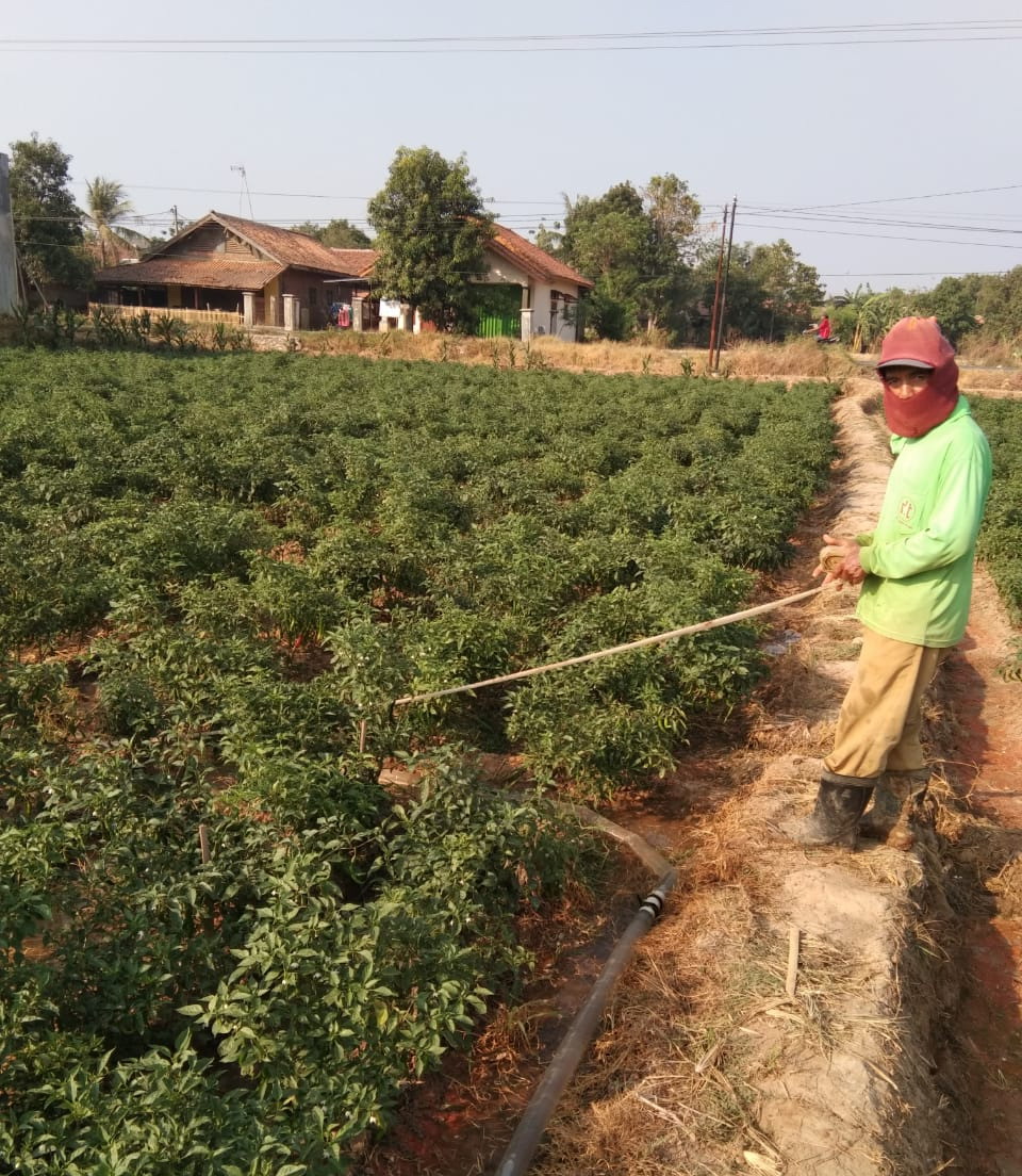 Petani Tadah Hujan Beralih Tanam Cabai