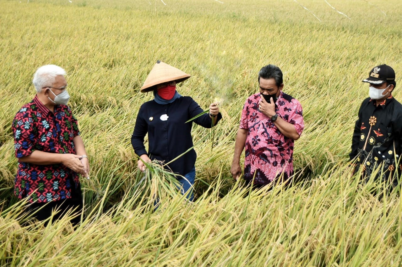 Bupati Nina Antusias Panen Raya