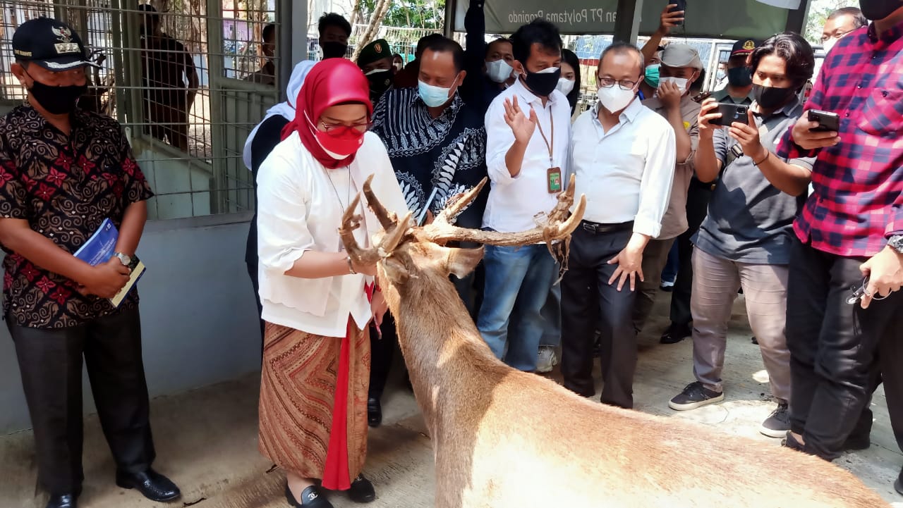 Bertepatan Dengan Hari Ulang Tahun Bupati Hj Nina, Taman Kehati Resmi Jadi Tempat Penangkaran Rusa