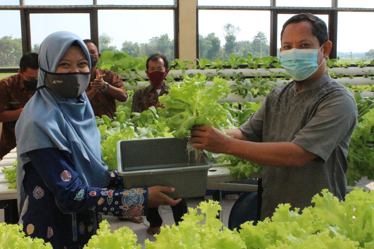 SMKN 1 Terisi Kembangkan Tanaman Hidroponik