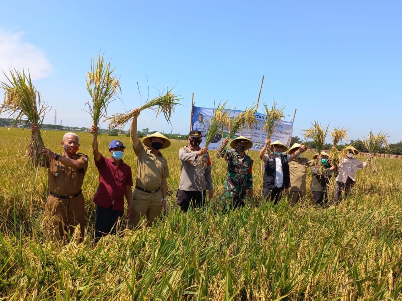Petani Desa Kedokanbunder Wetan Berhasil Kendalikan Wereng dengan Menggunakan Buah Sirih Hutan