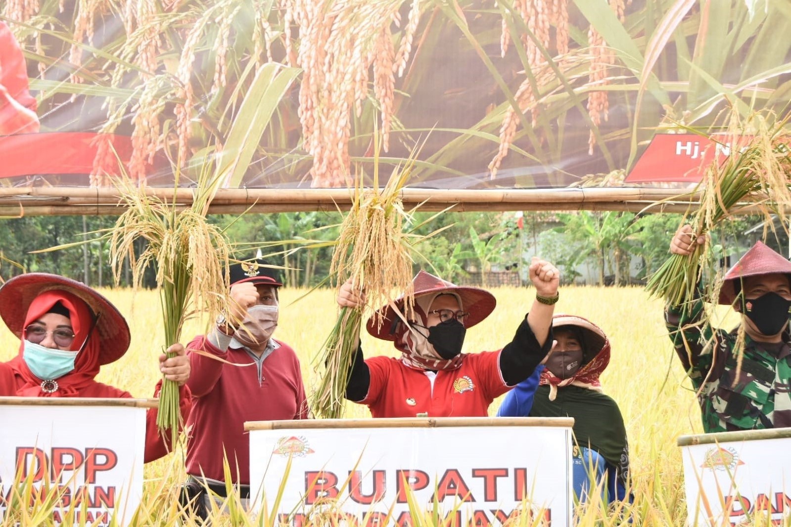 Bisa Panen Tiga Kali, Indramayu Bertahan Jadi Lumbung Padi Nasional