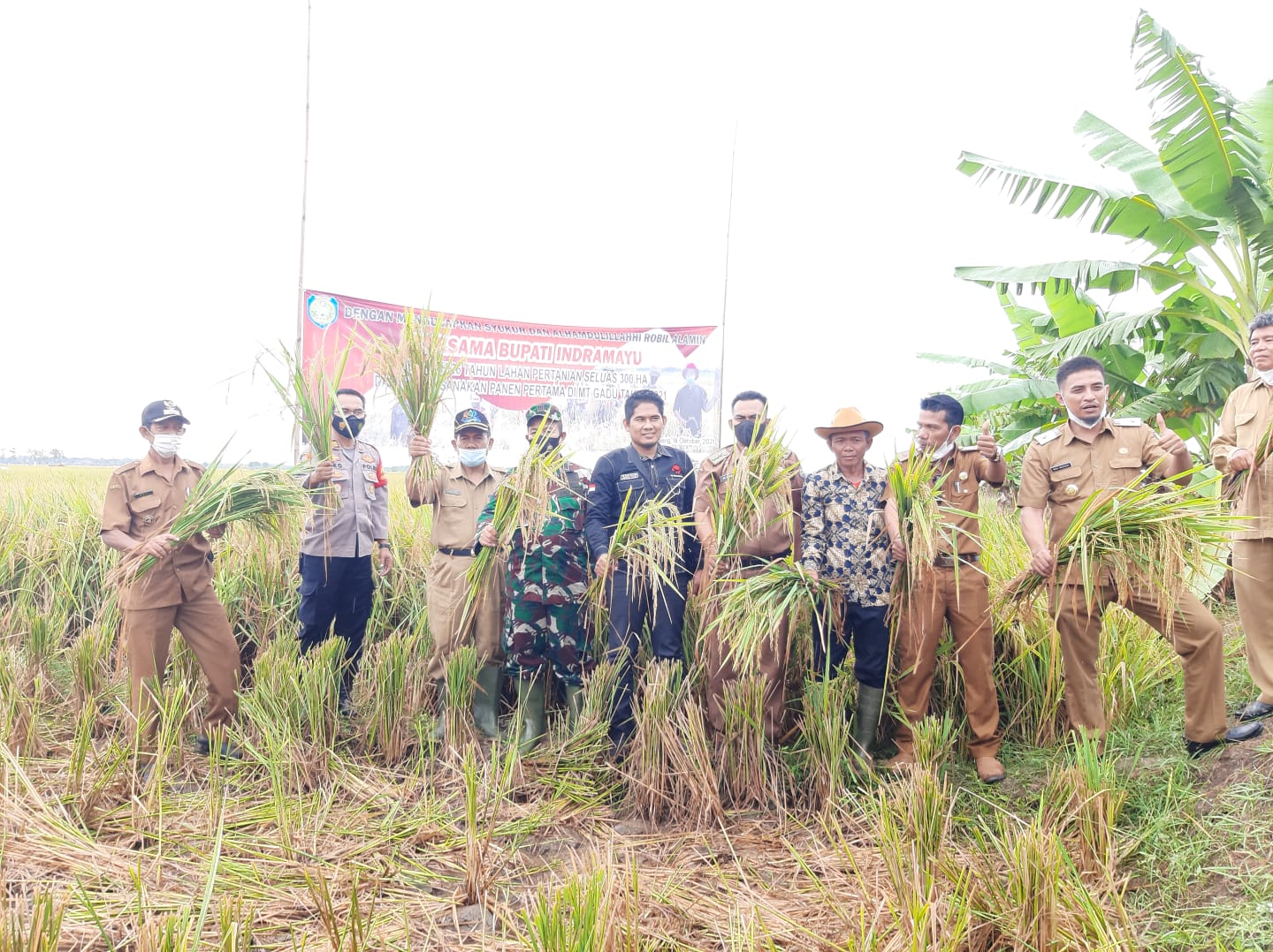 26 Tahun Gagal Panen, Berkat Kebijakan Bupati Nina, Petani Singakerta dan Kapringan Nikmati Panen Raya