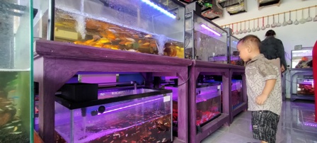 Permintaan Ikan Hias Meningkat