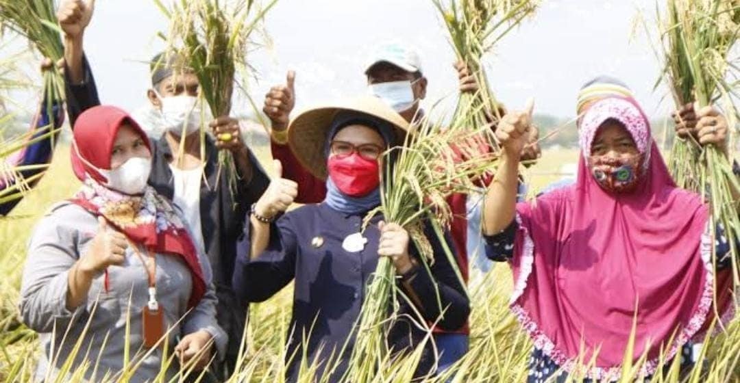 26 Tahun Gagal Panen, 300 Hektare Lahan di Krangkeng Panen Raya