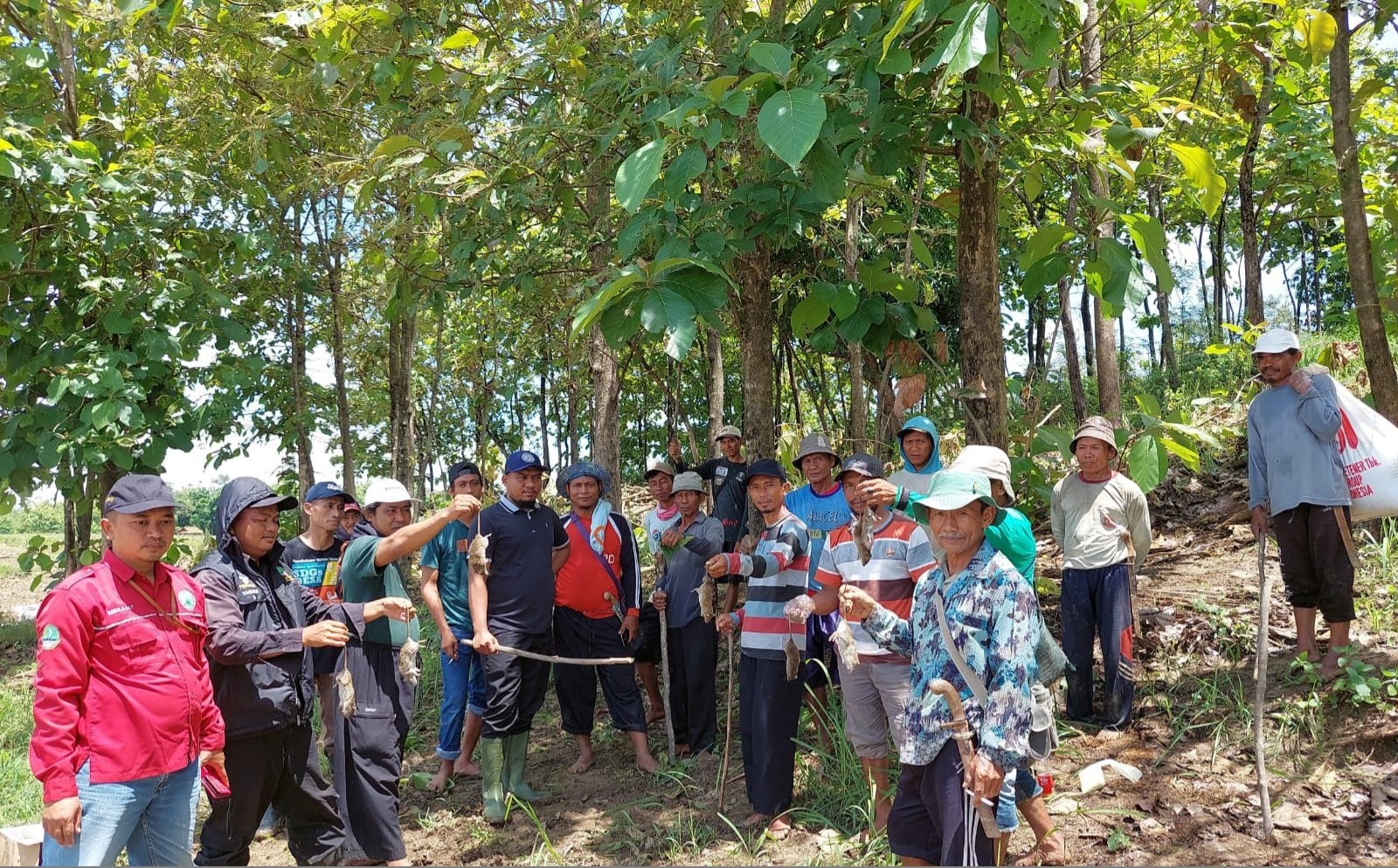 Poktan Gropyokan Basmi Hama Tikus