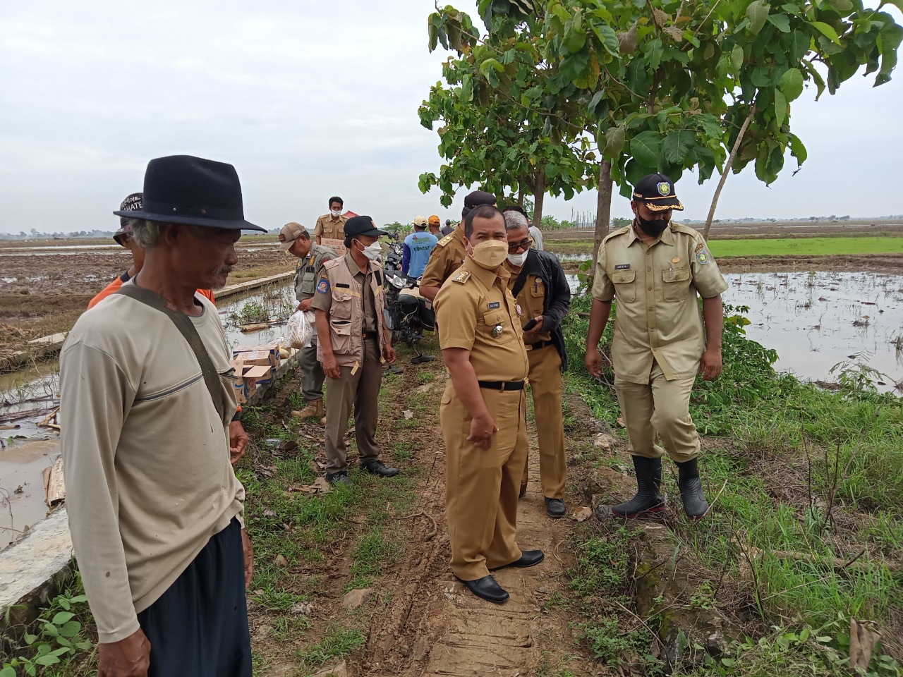 Jelang Tanam Padi, Petani Gropyokan Tikus