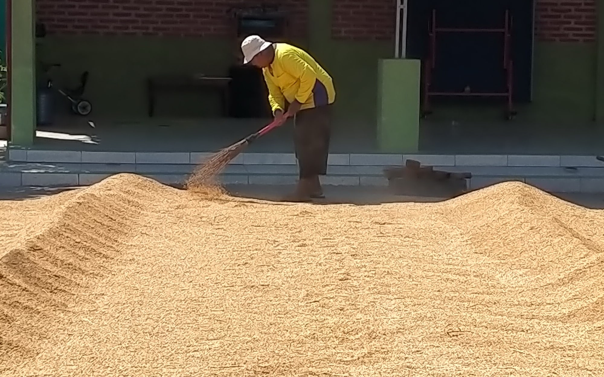 Petani Pilih Jual Gabah Basah