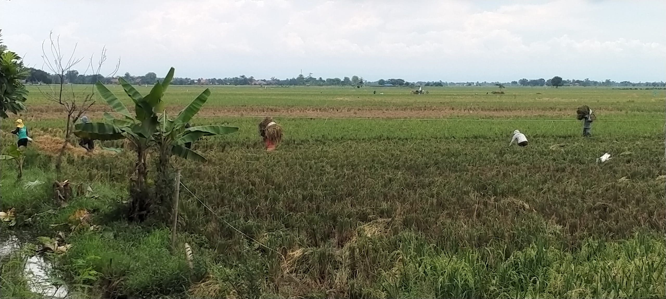 Padi Rebah, Petani Percepat Panen