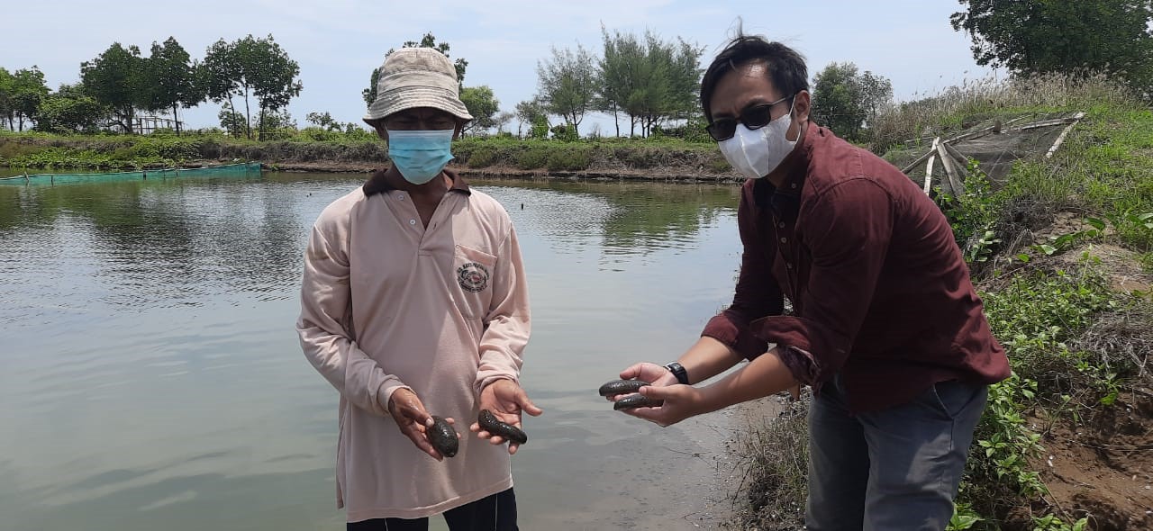 Pertamina Dorong Budi Daya Teripang Pasir