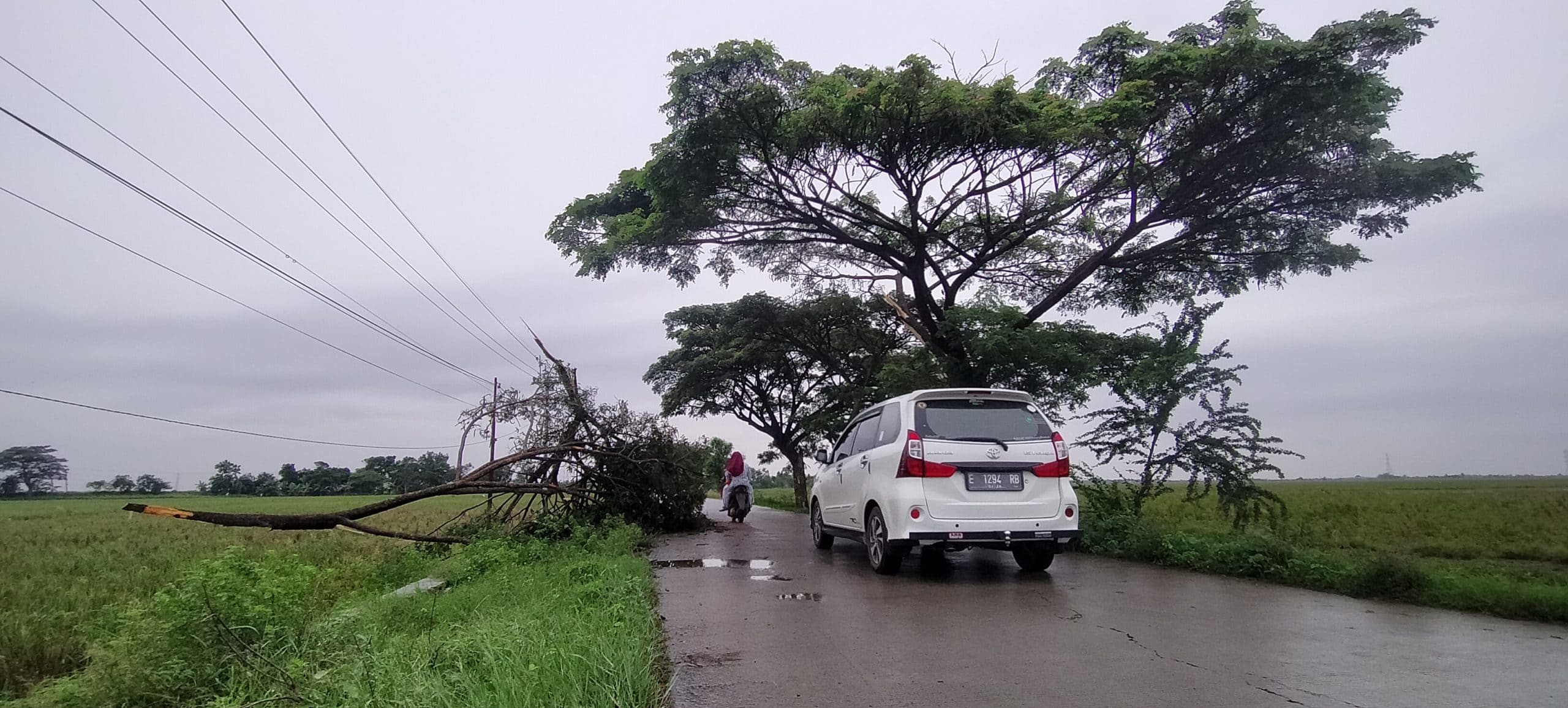 Pengendara Waspada Pohon Tumbang