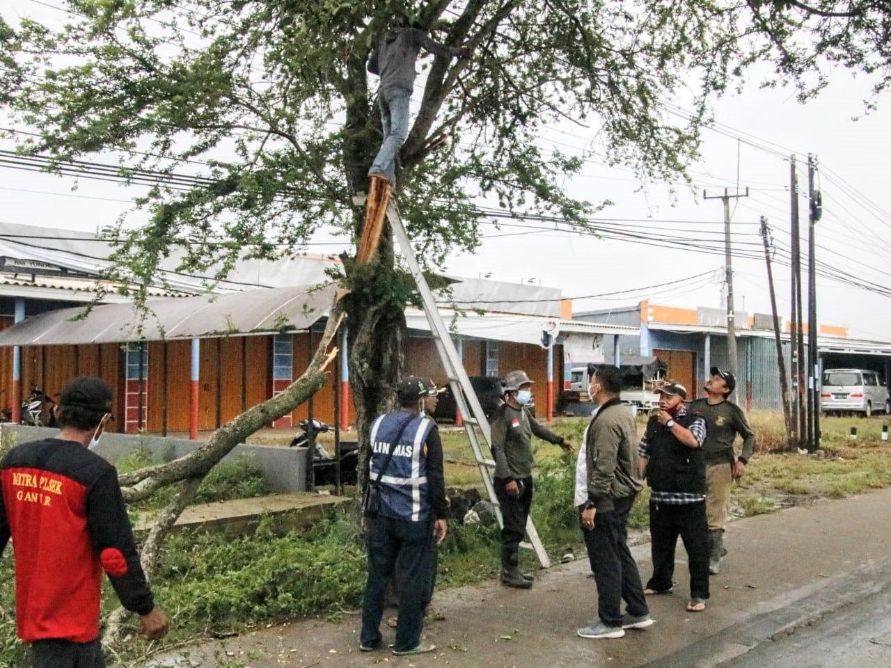 Antisipasi Bencana, Pangkas Pohon