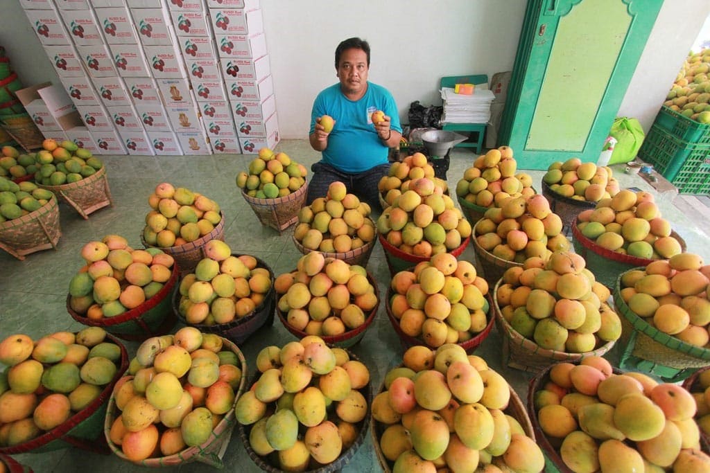Segera Gelar Festival Mangga