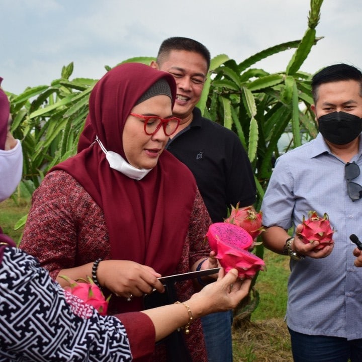 Bangga, Bupati Nina Panen Buah Naga