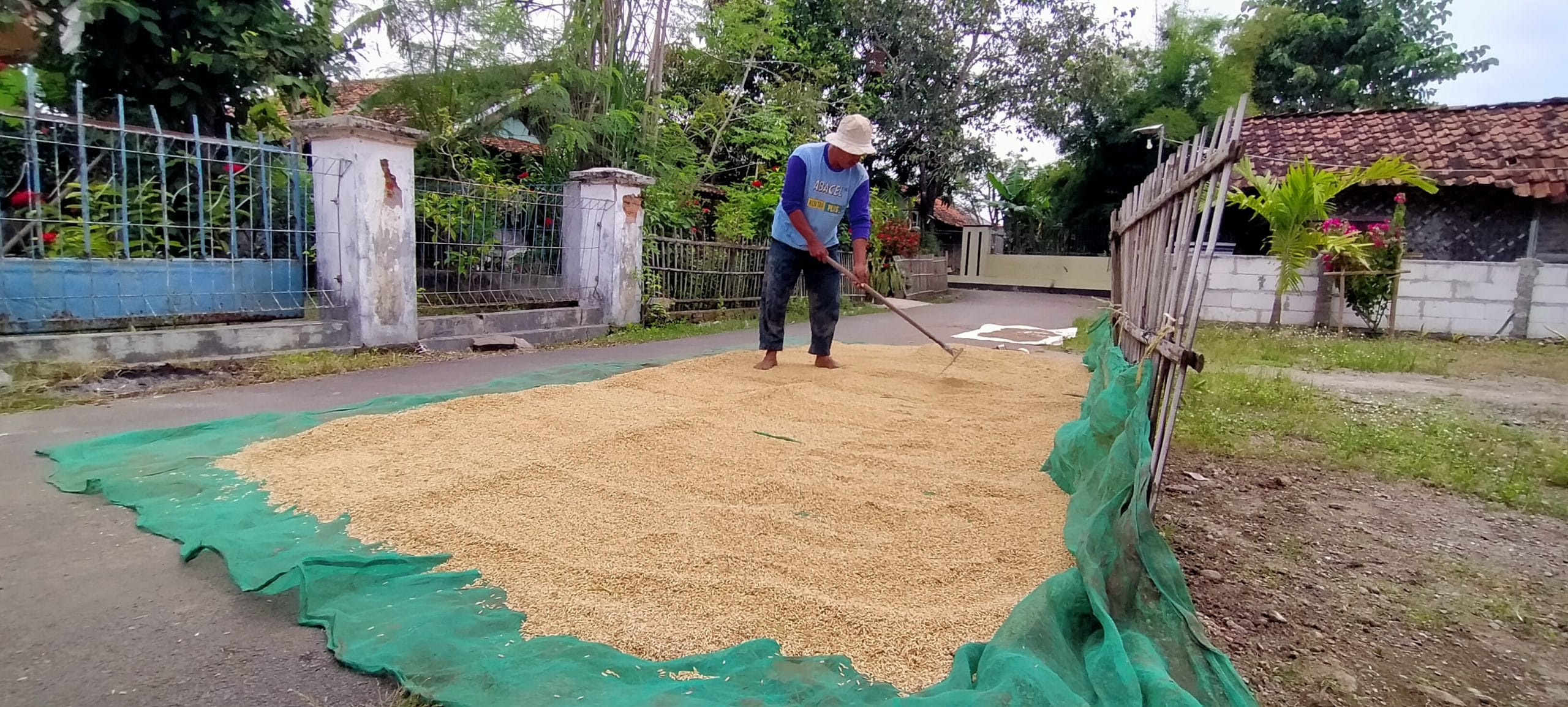 Lahan Kosong Minim, Petani Jemur Gabah di Jalan Desa